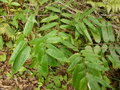 vignette Ampelocalamus sp Tay con linh