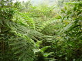 vignette Cyathea latebrosa