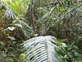 vignette Blechnum orientale