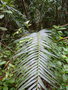 vignette Blechnum orientale