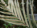 vignette Blechnum orientale