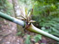 vignette Ampelocalamus sp Tay con linh