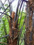 vignette Cyathea latebrosa