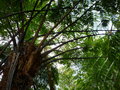 vignette Cyathea latebrosa