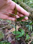 vignette Ampelocalamus sp Tay con linh