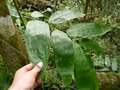 vignette Ampelocalamus sp Tay con linh