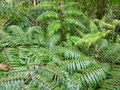 vignette Cyathea latebrosa