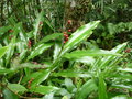 vignette Alpinia chinensis CHB09.VI64