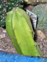vignette Myrtillocactus geometrizans je pense, mais normalement l'piderme est bleu clair... c'est peut tre un jeune Trichocereus en realit?