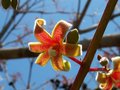 vignette fleur du Sterculia speciosa 2