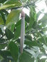 vignette rhizophora  mangle (plantule)
