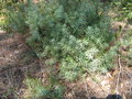 vignette Juniperus