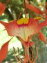 vignette Amherstia nobilis-fleur-