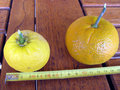 vignette Citrus ichangensis- Mandarine satsuma