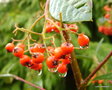 vignette Cotoneaster lacteus