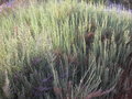 vignette Salicornia - Salicorne