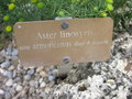 vignette Aster linosyris  subsp. armoricanus - Aster  feuilles d'osyris d'Armorique, Aster linosyris d'Armorique