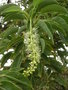 vignette Phytolacca dioica