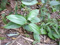 vignette Clematis sp