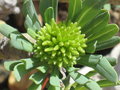 vignette Senecio kleinia