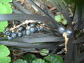 vignette Ophiopogon planiscapus nigrescens fruits