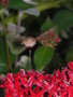 vignette Macroglossum stellatarum - Le moro sphinx ou sphinx colibri ou sphinx du caille-lait