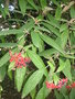 vignette Viburnum rhytidophyllum - Viorne ride