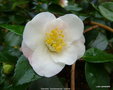 vignette Camélia ' QUINTESSENCE ' camellia hybride