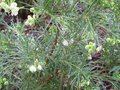 vignette Grevillea gracilis alba au 08 12 09