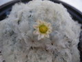 vignette mammillaria plumosa en fleur novembre 2009 zoom