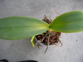 vignette phalaenopsis avec pousse de hampe florale