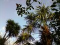 vignette Cordyline australis et Trachycarpus fortunei