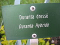 vignette Duranta hybride - Duranta dress