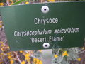 vignette Chysocephalum apiculatum 'Desert Flame - Chrysoce