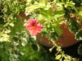 vignette Calibrachoa hybride 'Terracota'