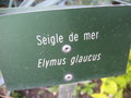 vignette Elymus glaucus - Seigle de mer