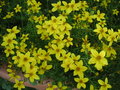 vignette Bidens 'Golden Star'