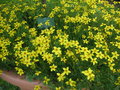 vignette Bidens 'Golden Star'