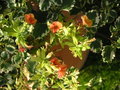 vignette Calibrachoa hybride 'Terracota'