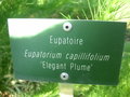 vignette Eupatorium capillifolium 'Elegant plume' - Eupatoire