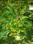 vignette Acer burgerianum subsp formosanum