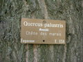 vignette Quercus palustris