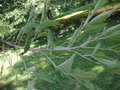 vignette Fraxinus velutina