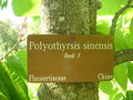 vignette Poliothyrsis sinensis - Poliothyrsis