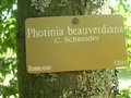 vignette Photinia beauverdiana - Photinia