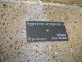 vignette Hypericum olympicum