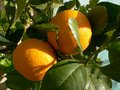 vignette oranges de sillans