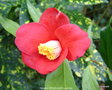 vignette Camélia ' BROCELIANDE ' camellia japonica