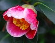 vignette Camellia japonica 'Tama-no-ura' (Japon 1975)