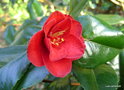 vignette Camélia ' MOSHIO ' camellia japonica ? à vérifier